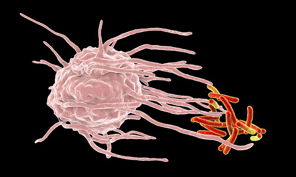 Tuberculosis bacteria