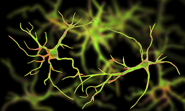 Astrocyte glial nerve cells