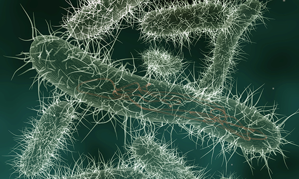 E. coli bacteria occur naturally within the human body Picture: iStock