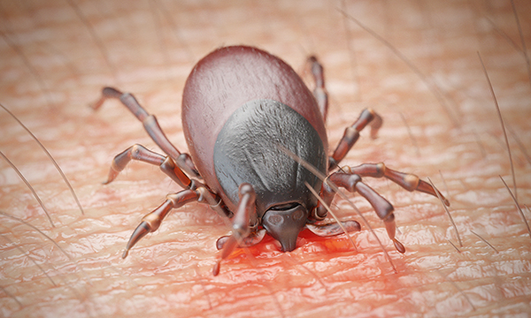 Image show tick biting in to human skin