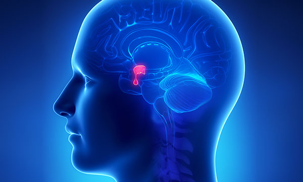 Illustration showing the location of the pituitary gland. Nurses have a critical role in early detection of pituitary gland damage as they are often in a prime position to spot the signs.