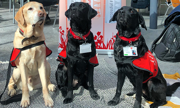 Dogs provide pet therapy students