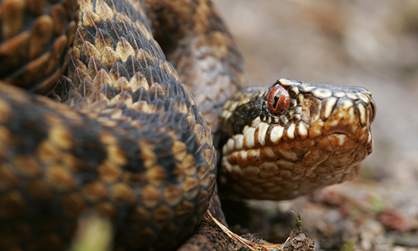 Assessment and management of snake bites in the emergency department