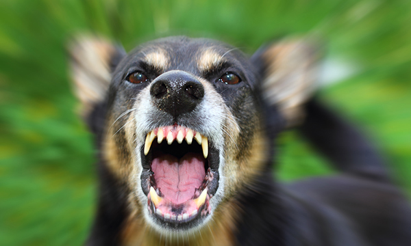 Role of prophylactic antibiotics in treating patients presenting to emergency care with dog bites