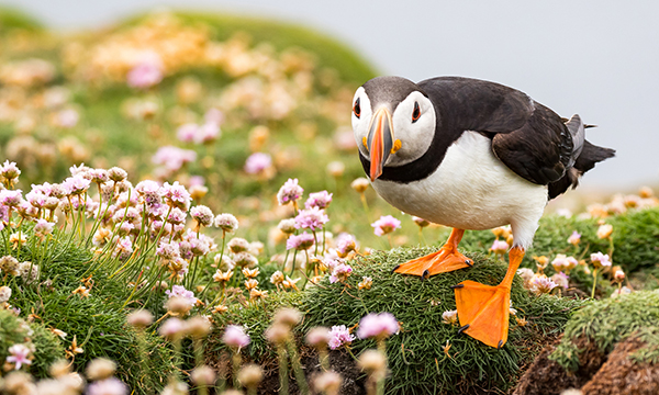 Advertised nursing job on a small island has almost all the makings of a perfect post