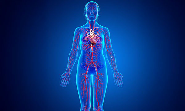 Bioscience in nursing: cgi image of woman to show the human cardiovascular system