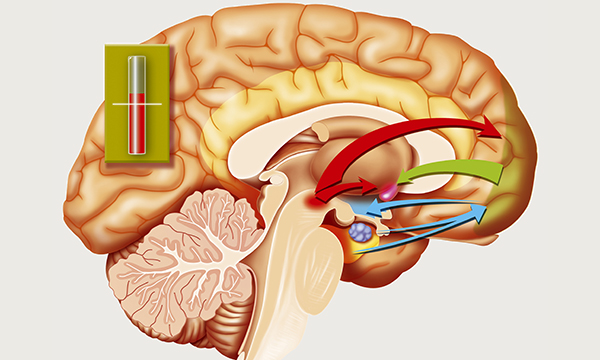Brain_stress-Amygdala-SPL.jpg