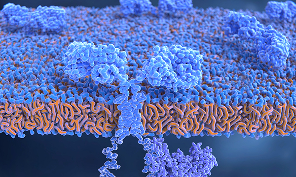Chimeric antigen receptor on T-cell