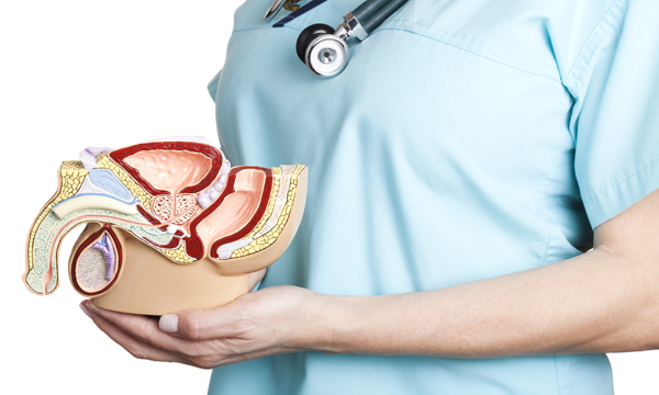 Location of the prostate