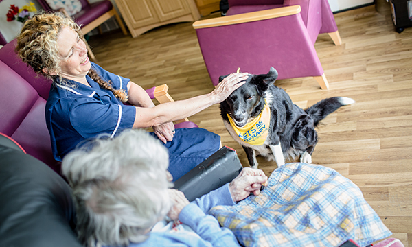 Molly the therapy dog
