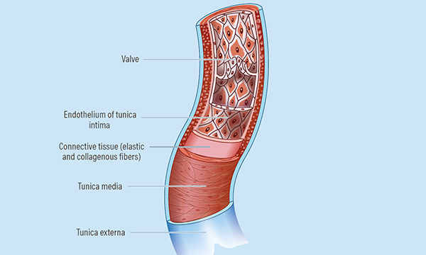 Vessel Health and Preservation