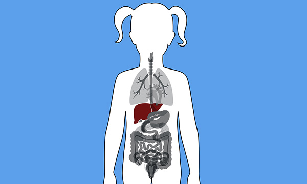 Biological basis of child health 9: development of the liver and clinical features of childhood liver disease