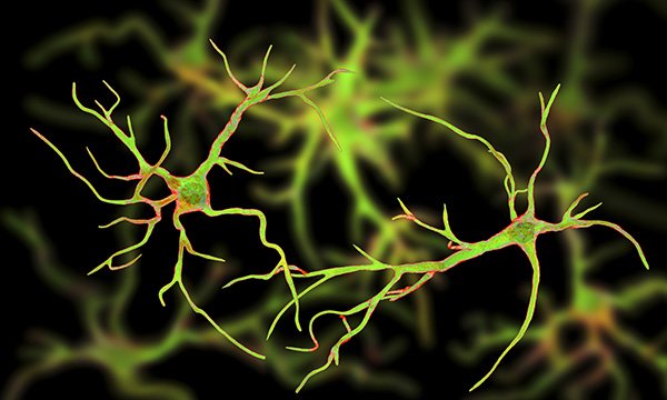 Astrocyte glial nerve cells