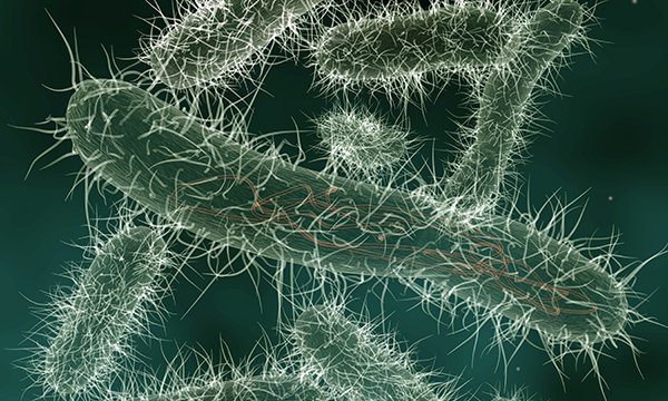 E. coli bacteria occur naturally within the human body Picture: iStock