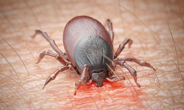 Image show tick biting in to human skin
