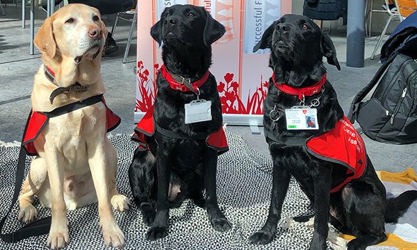 Dogs provide pet therapy students