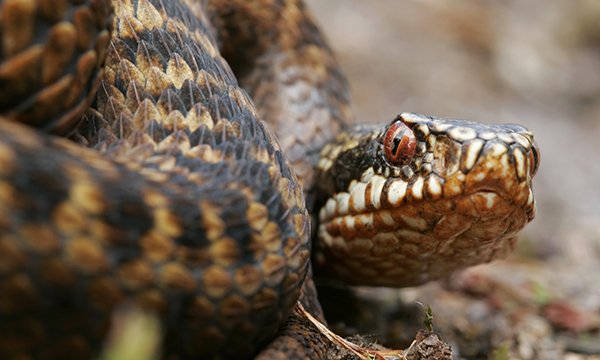 Assessment and management of snake bites in the emergency department