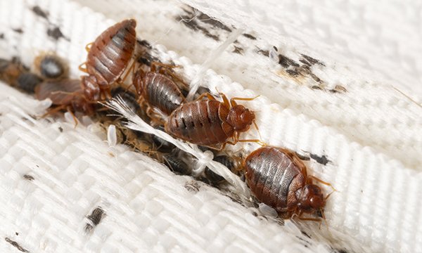 bedbugs