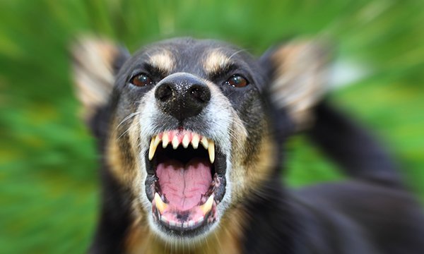 Role of prophylactic antibiotics in treating patients presenting to emergency care with dog bites