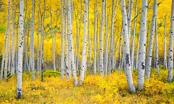 Aspen