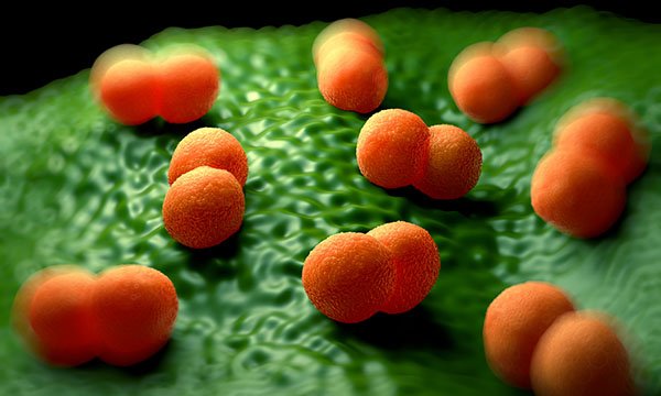 Neisseria meningitidis
