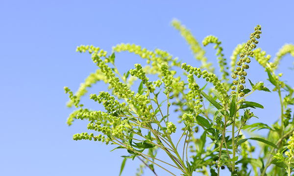 Ragweed