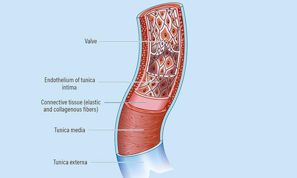 Vessel Health and Preservation