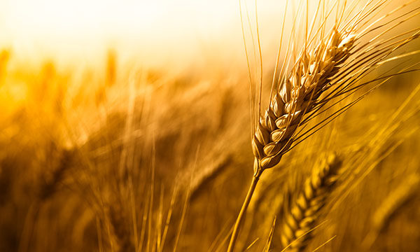 Wheat
