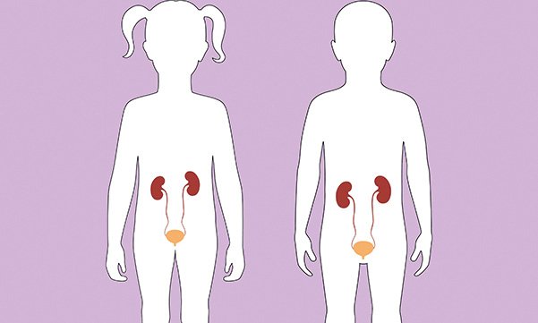 Biological basis of child health 15: understanding the renal system and common renal conditions in children