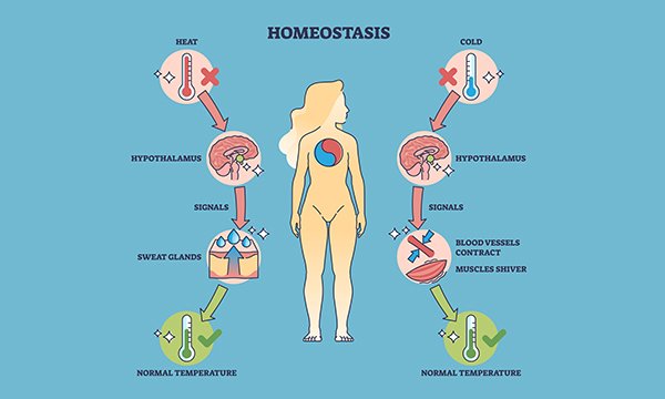 Exploring homeostasis in children, the body’s dynamic balancing act